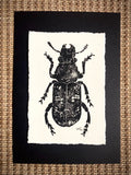 ‘Scarce Fungus Weevil’ limited edition linocut print