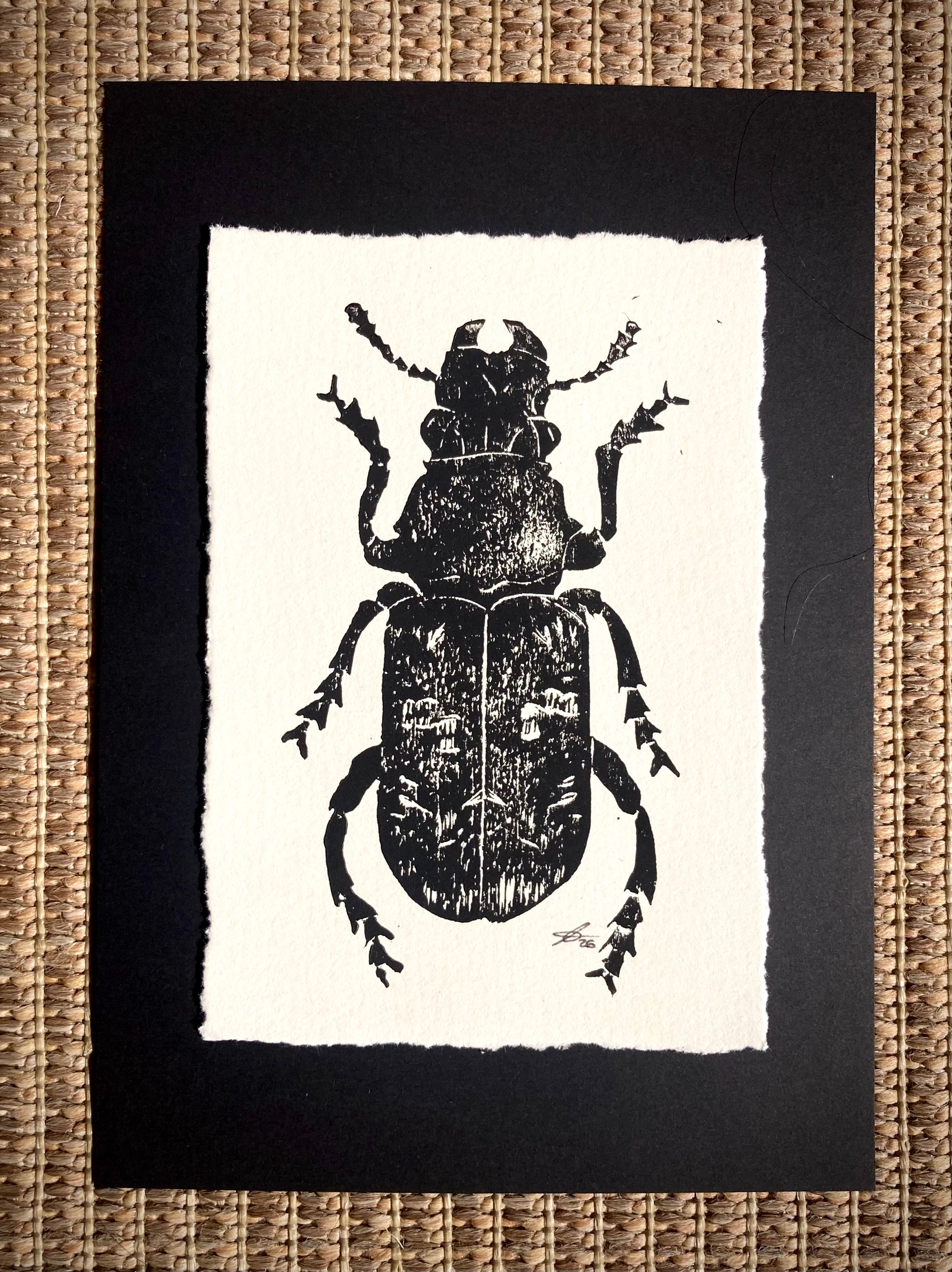 ‘Scarce Fungus Weevil’ limited edition linocut print