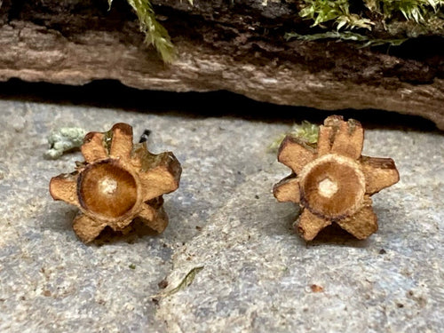 'Field Maple' stud earrings - tiny flowers