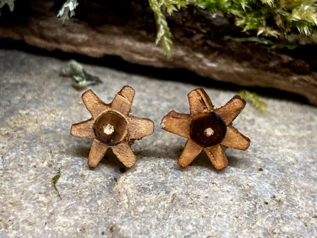 'Field Maple' stud earrings - stars