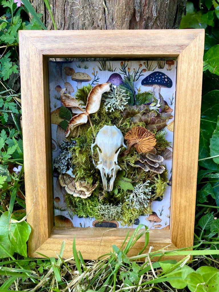 'A Rabbit's Rest' - real skull art piece