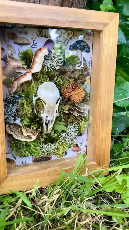 'A Rabbit's Rest' - real skull art piece